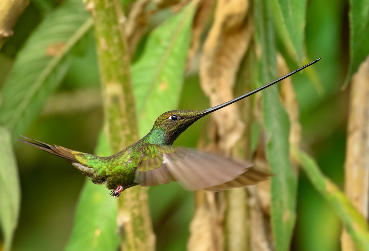 Sword-billed Hummingbird - ML641234665