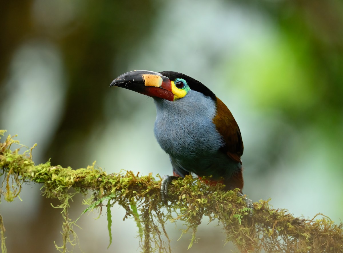 Plate-billed Mountain-Toucan - ML641234704