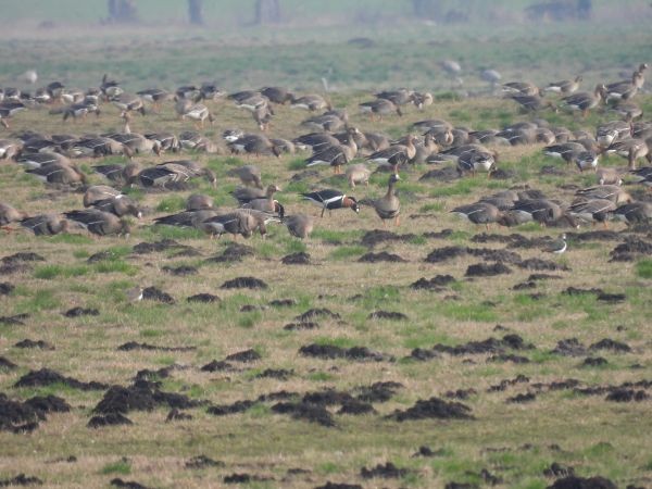 Red-breasted Goose - ML641234705