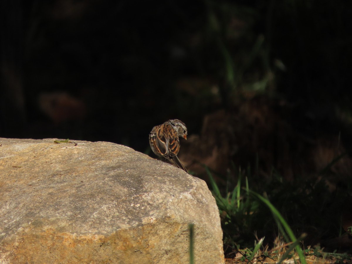 Chipping Sparrow - ML641234748