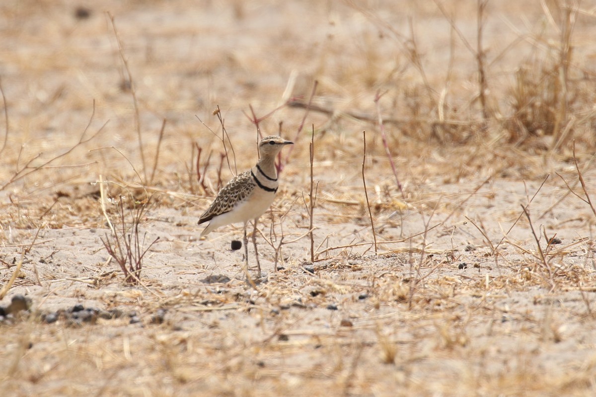 Double-banded Courser - ML641234787