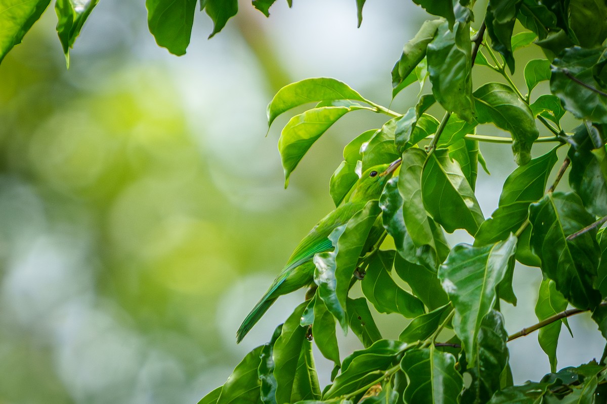 Blue-winged Leafbird - ML641234802
