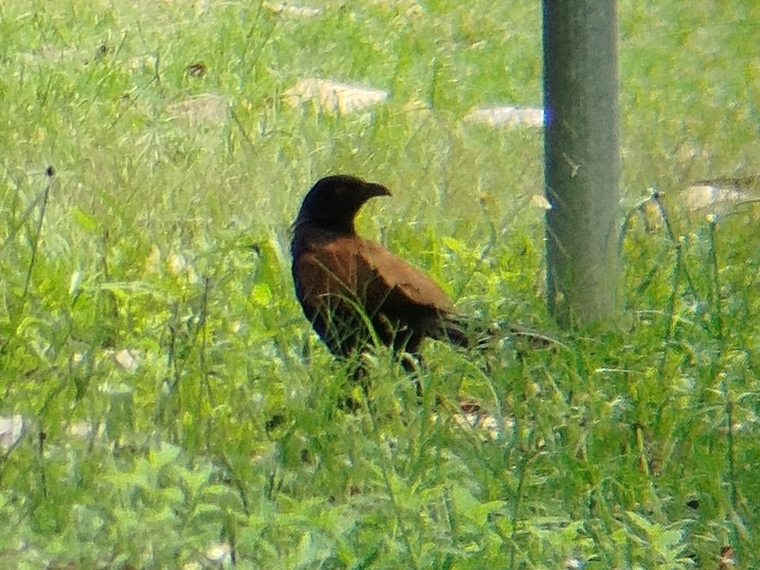 Greater Coucal - ML641234817