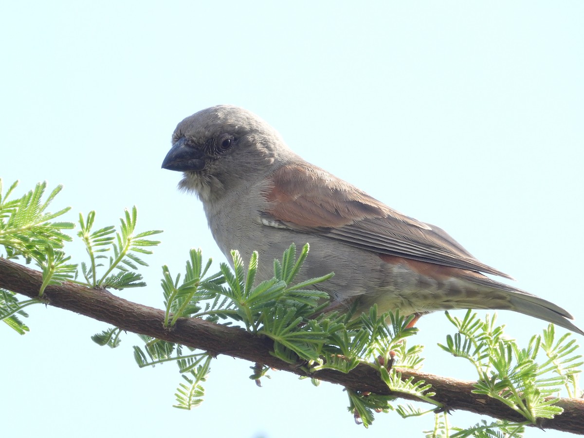 Parrot-billed Sparrow - ML641234845