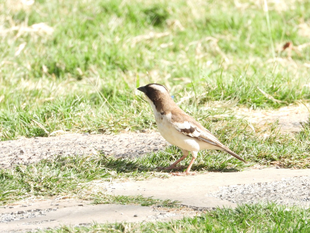 White-browed Sparrow-Weaver - ML641234860
