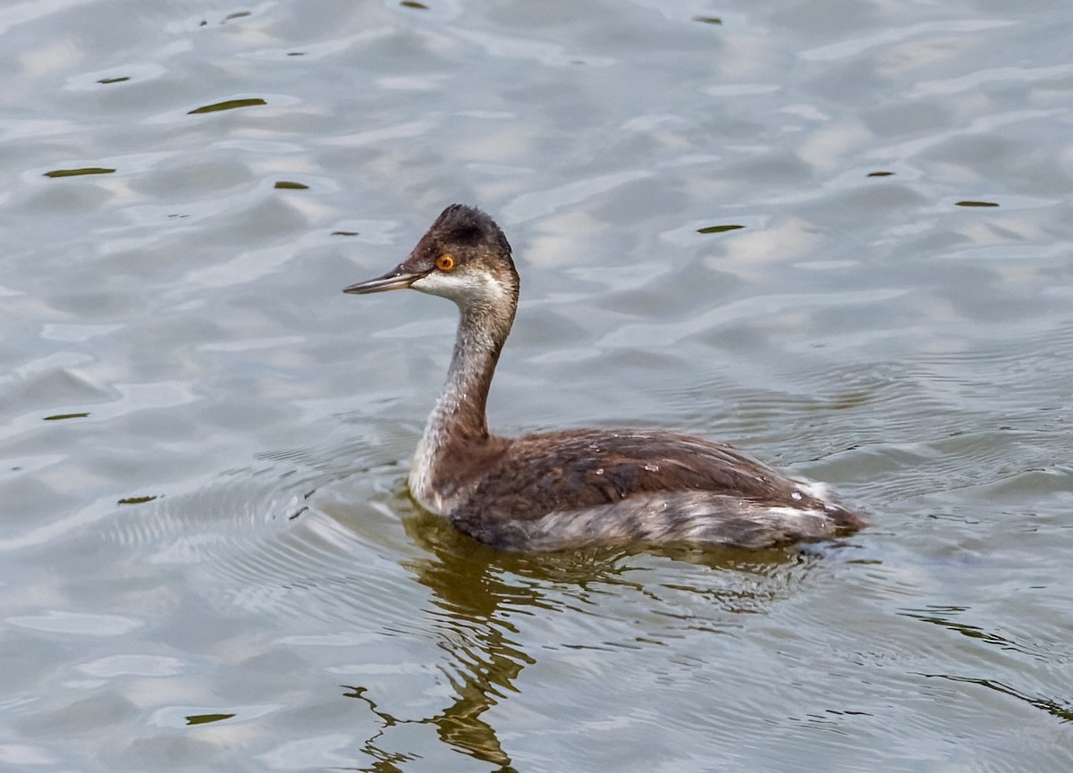 黑頸鸊鷉 - ML641234949