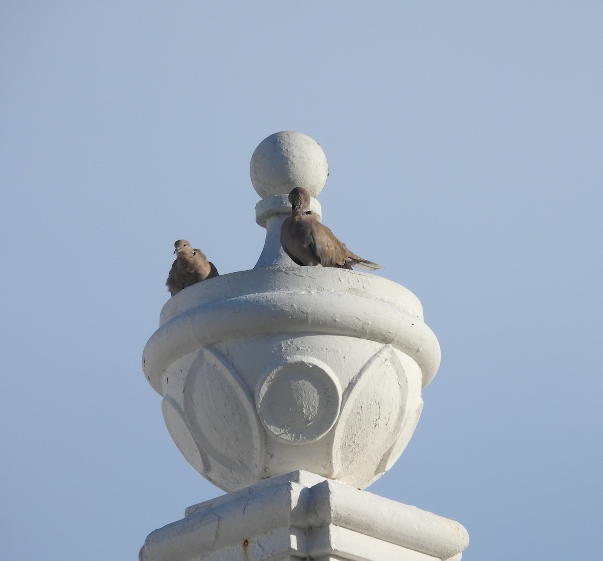 pigeon/dove sp. - ML641234959