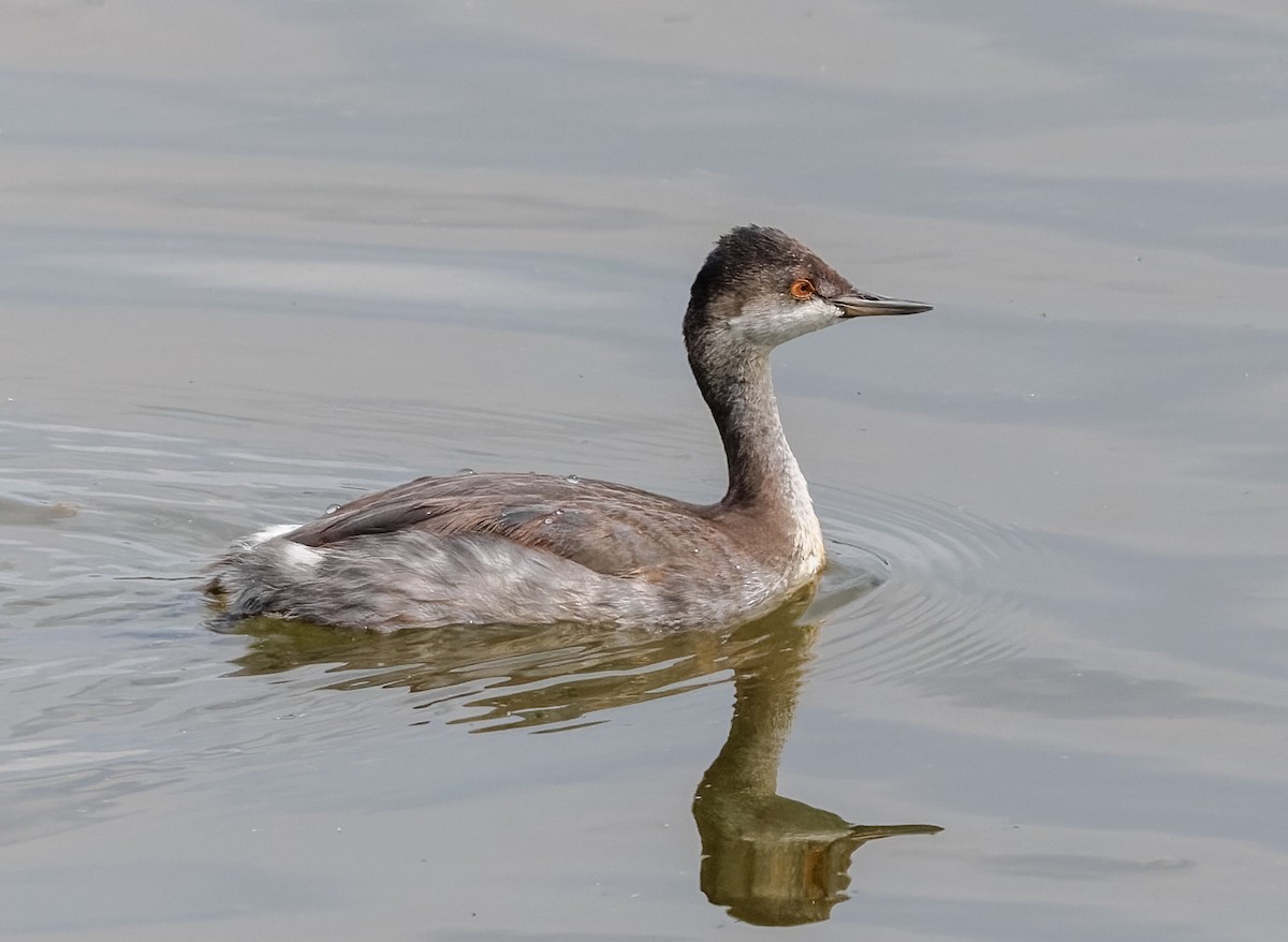 黑頸鸊鷉 - ML641234963