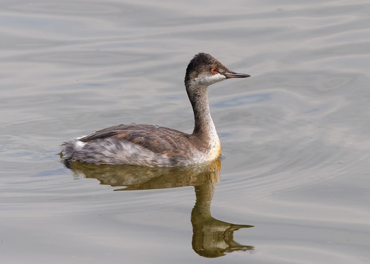 黑頸鸊鷉 - ML641234971