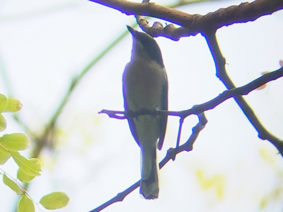 Bar-winged Flycatcher-shrike - ML641234974