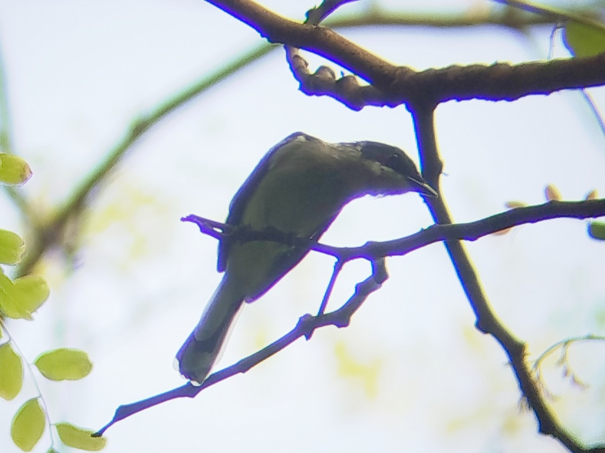 Bar-winged Flycatcher-shrike - ML641234975