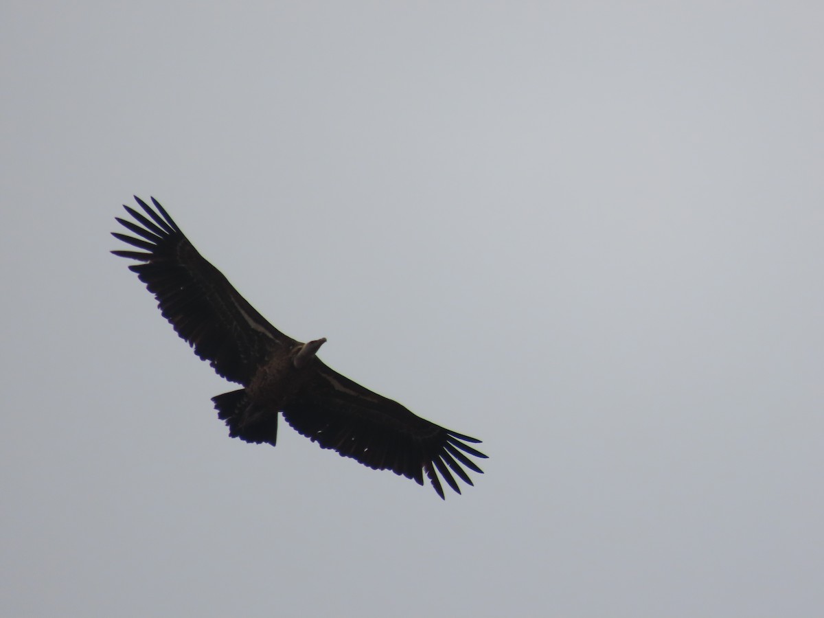 Rüppell's Griffon - ML641234978