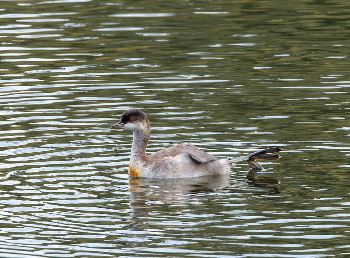 黑頸鸊鷉 - ML641234980