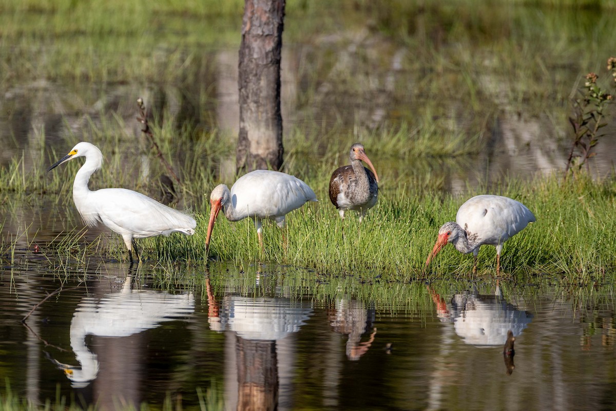 Snowy Egret - ML641235155