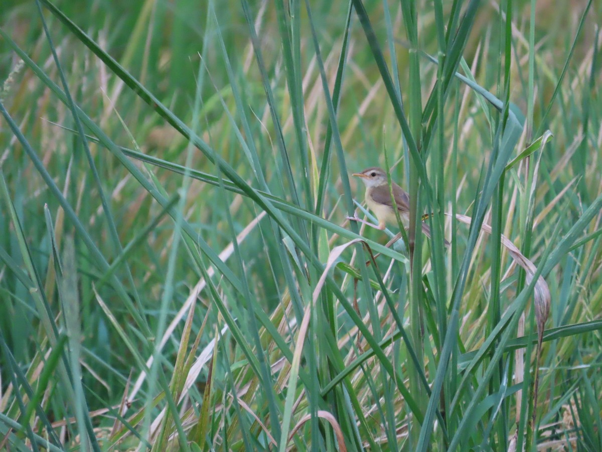 Plain Prinia - ML641235202