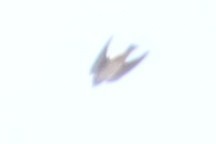 Cliff Swallow - ML641235311