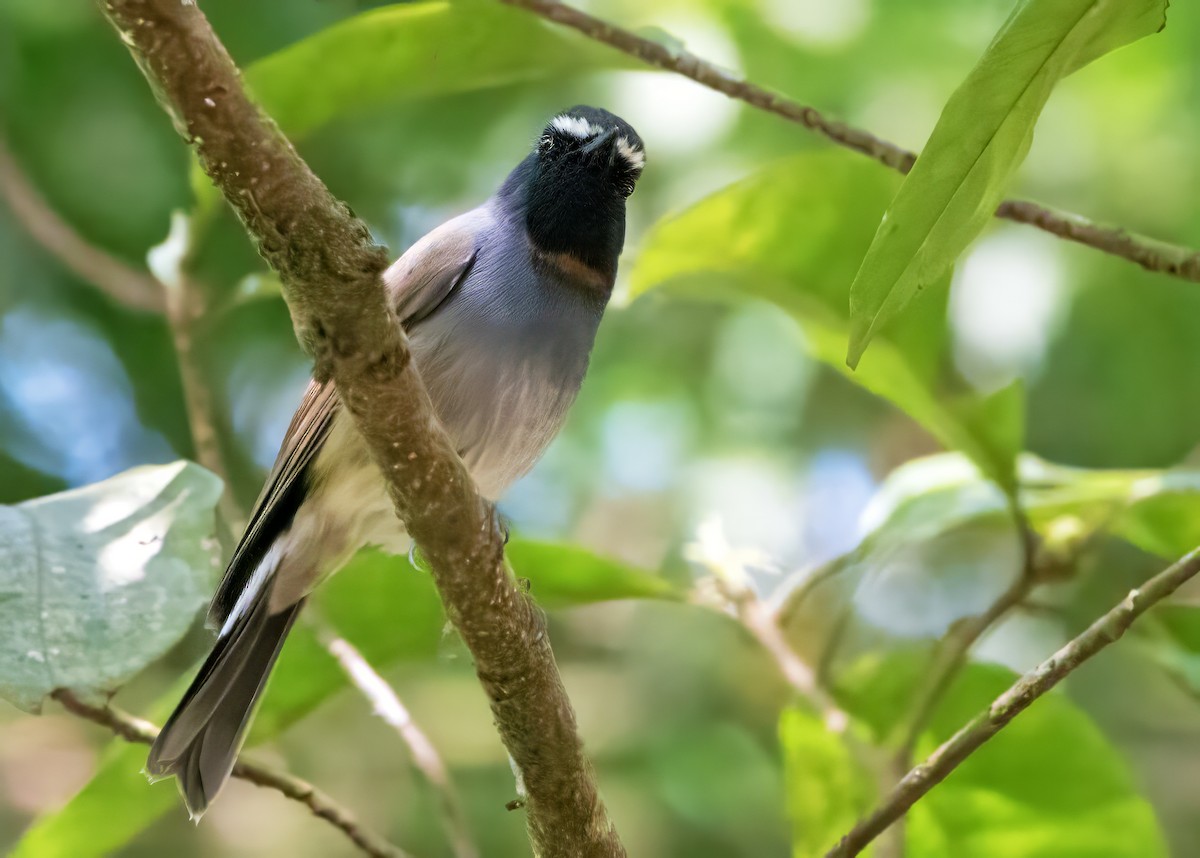 Rufous-gorgeted Flycatcher - ML641235317