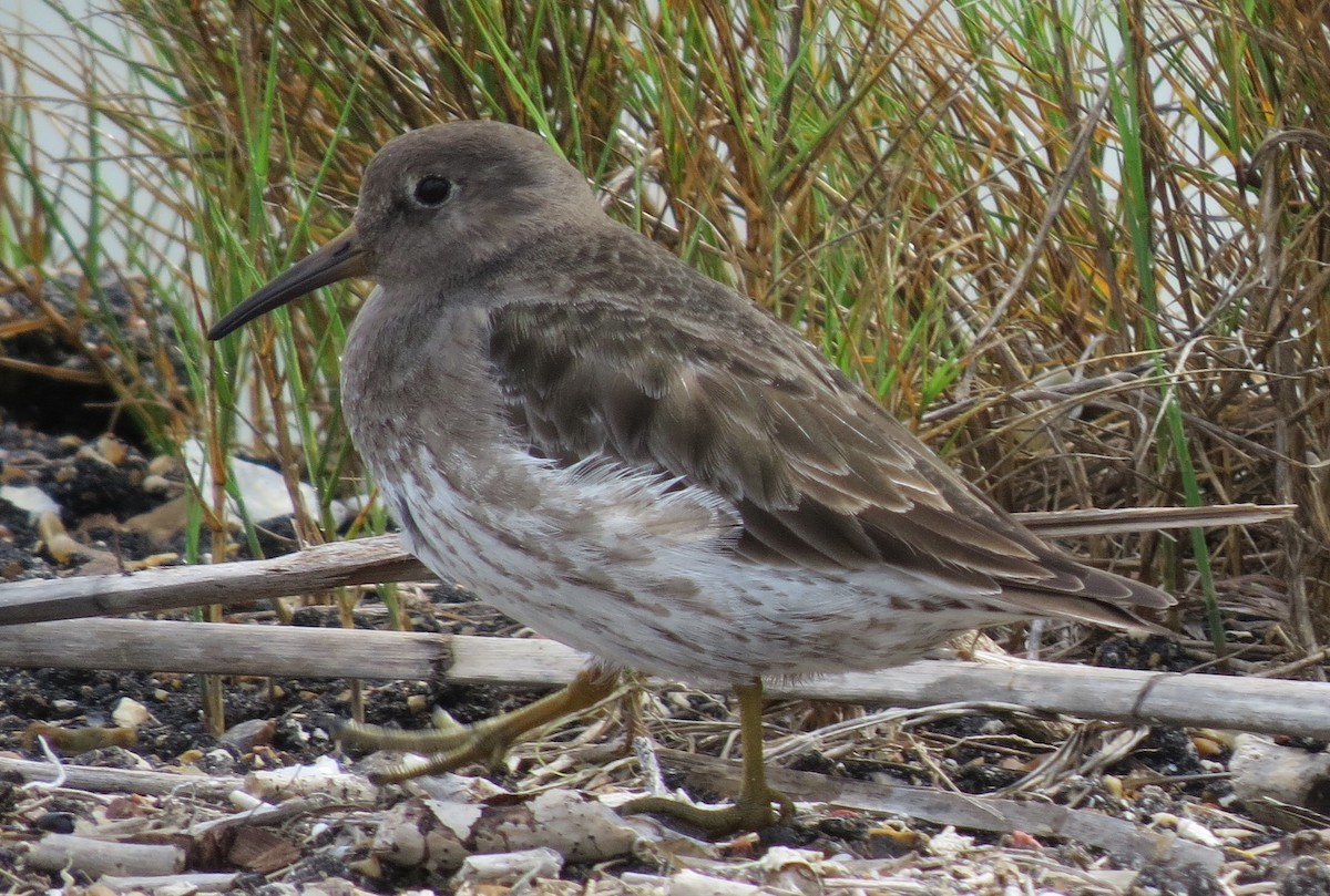 Purple Sandpiper - ML641235331
