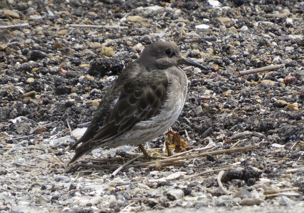 Purple Sandpiper - ML641235332
