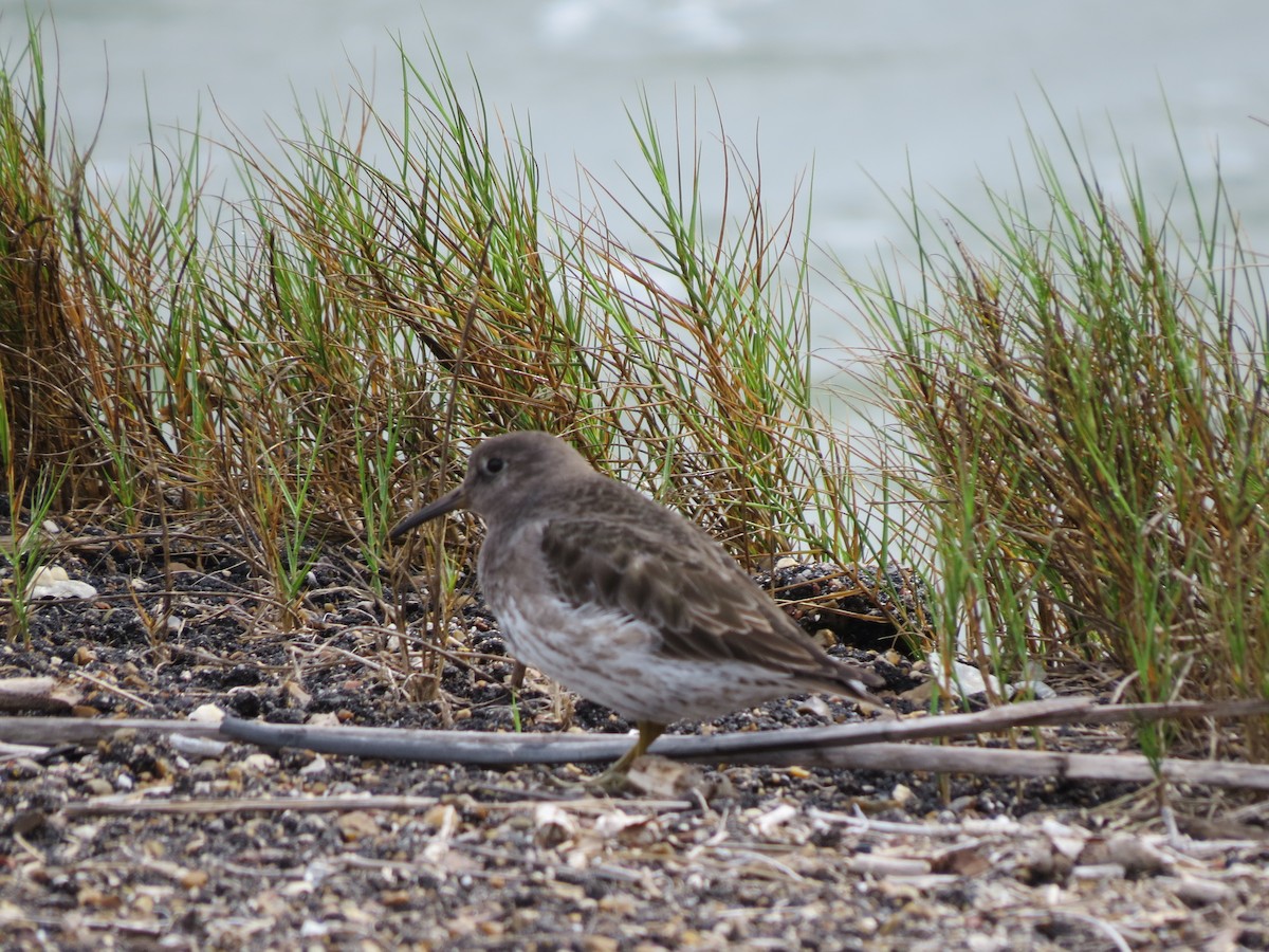 Purple Sandpiper - ML641235333