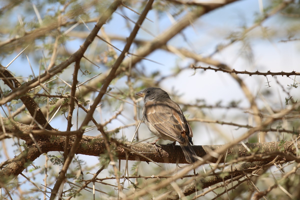 Swahili Sparrow - ML641235391