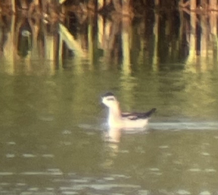 Red-necked Phalarope - ML641235411