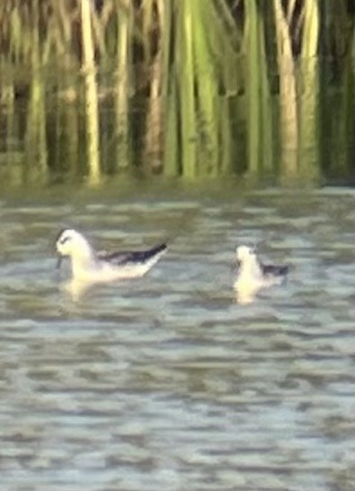 Red-necked Phalarope - ML641235412