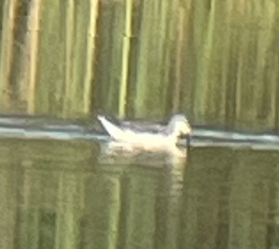 Wilson's Phalarope - ML641235413