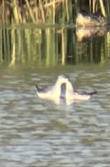 Wilson's Phalarope - ML641235414