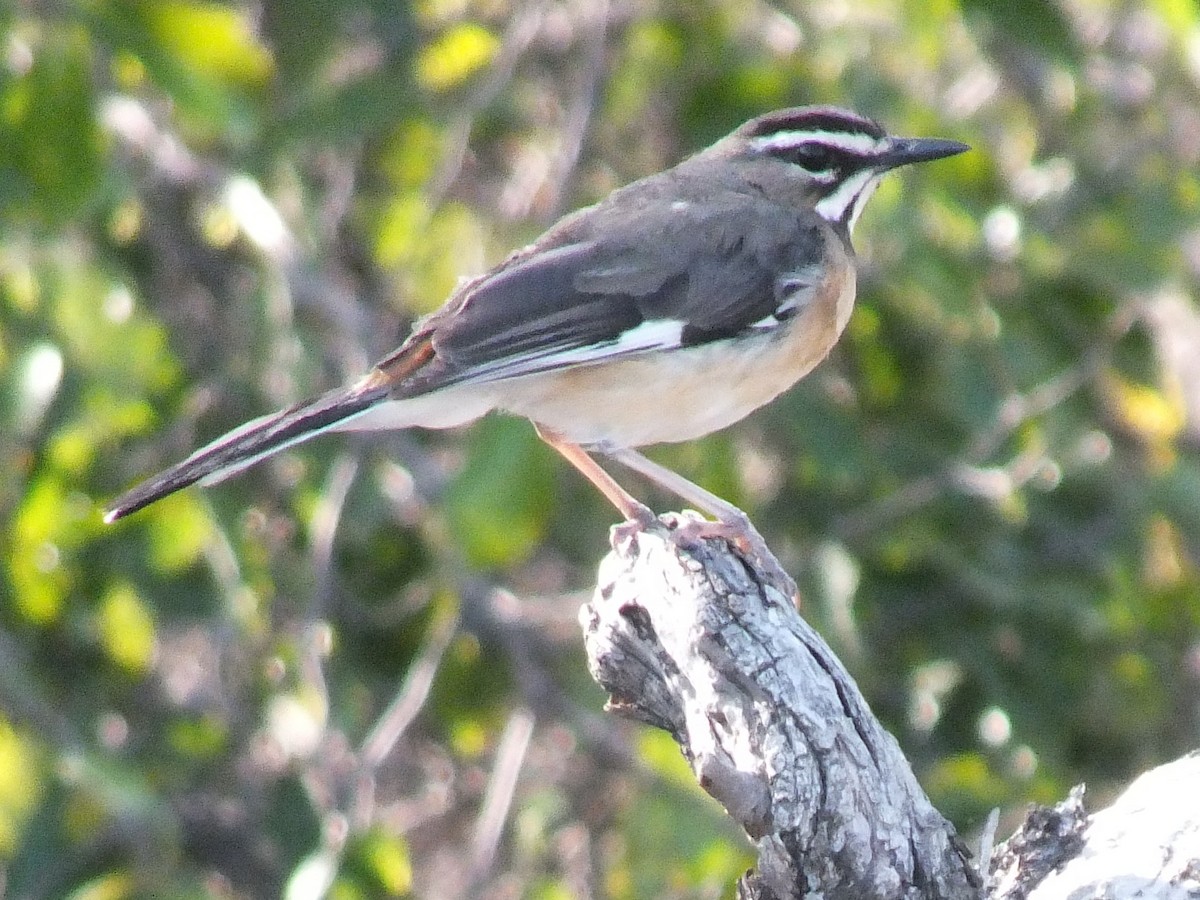 Bearded Scrub-Robin - ML641235454