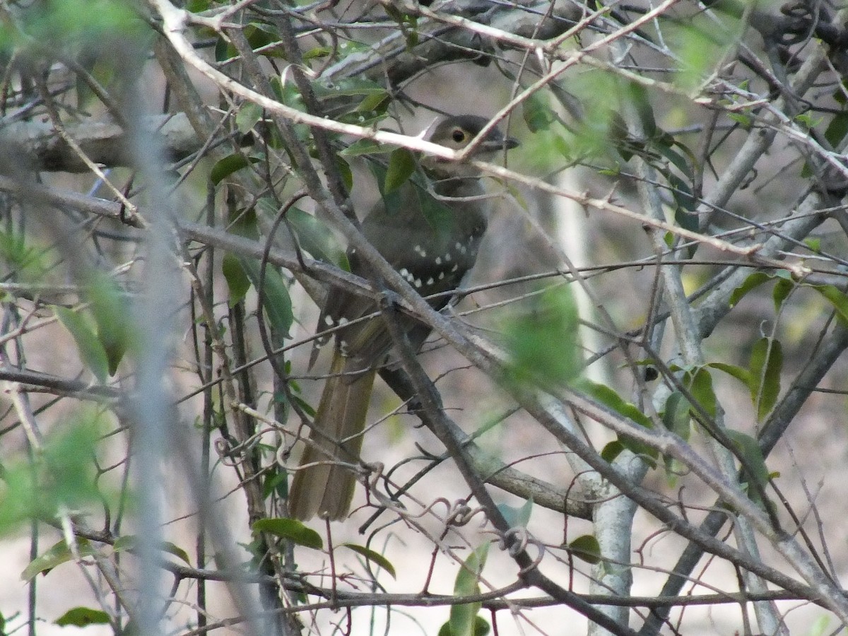 Eastern Nicator - ML641235476