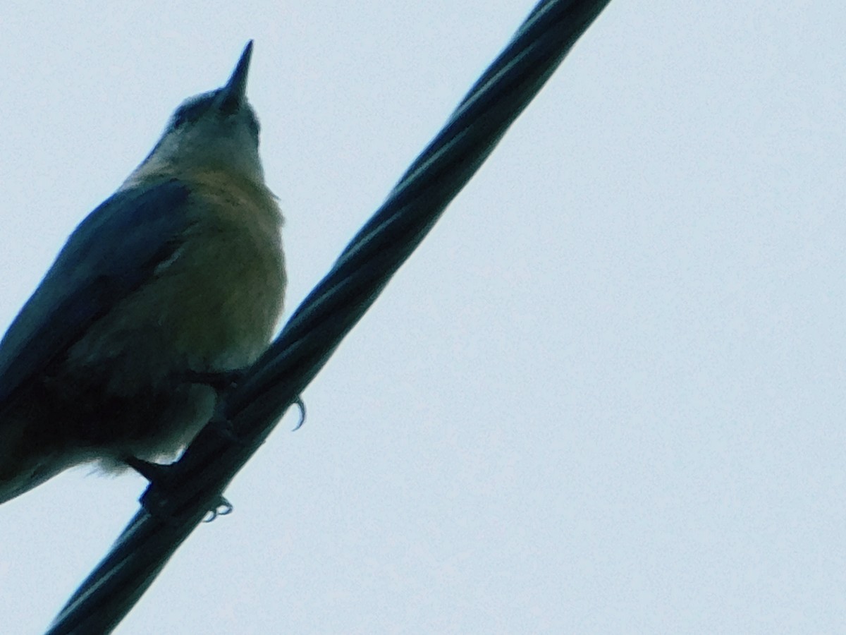 ムネアカゴジュウカラ - ML641235480