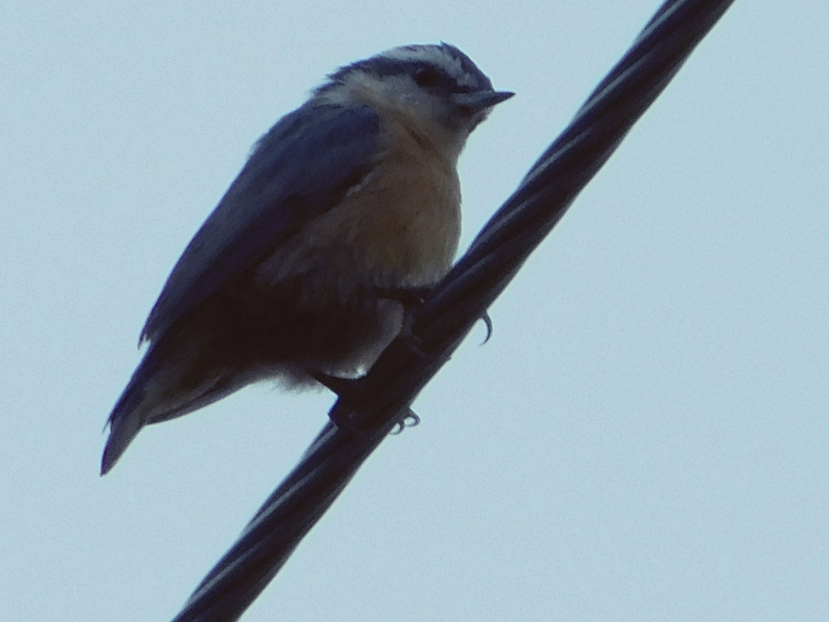 ムネアカゴジュウカラ - ML641235499