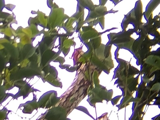 Banded Woodpecker - ML641235538