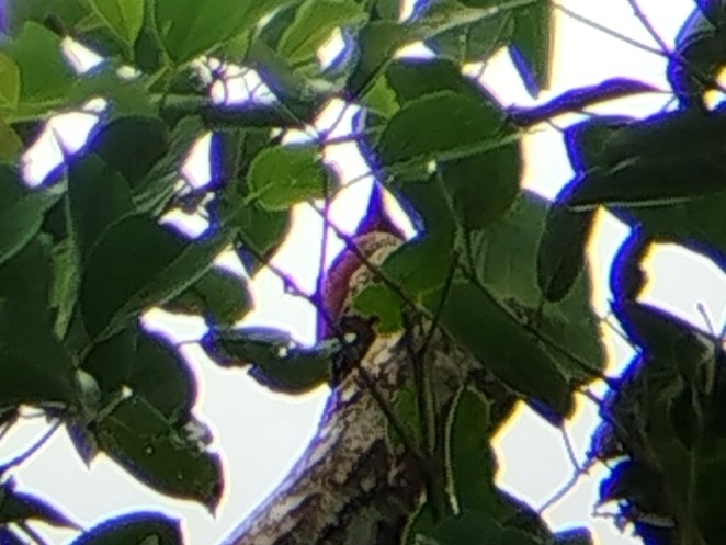 Banded Woodpecker - ML641235539