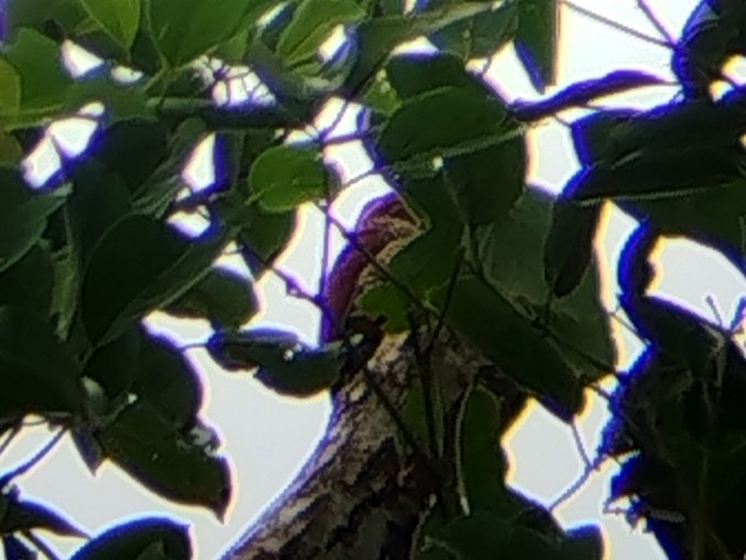 Banded Woodpecker - ML641235540