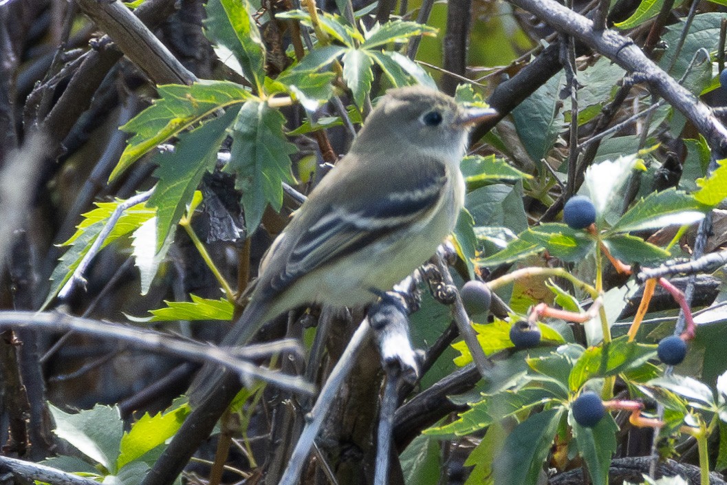 Empidonax sp. - ML641235624
