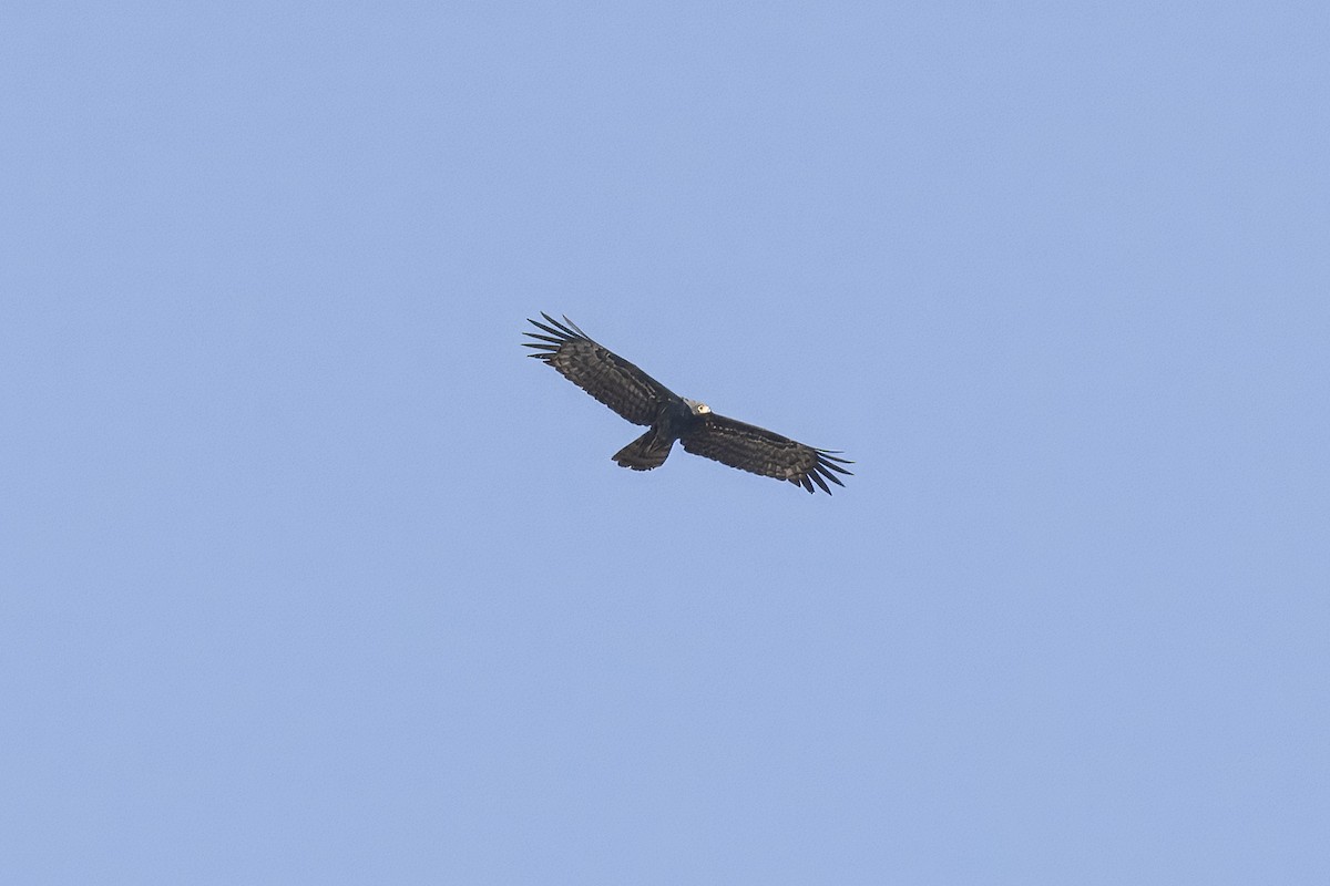 African Harrier-Hawk - ML641235633