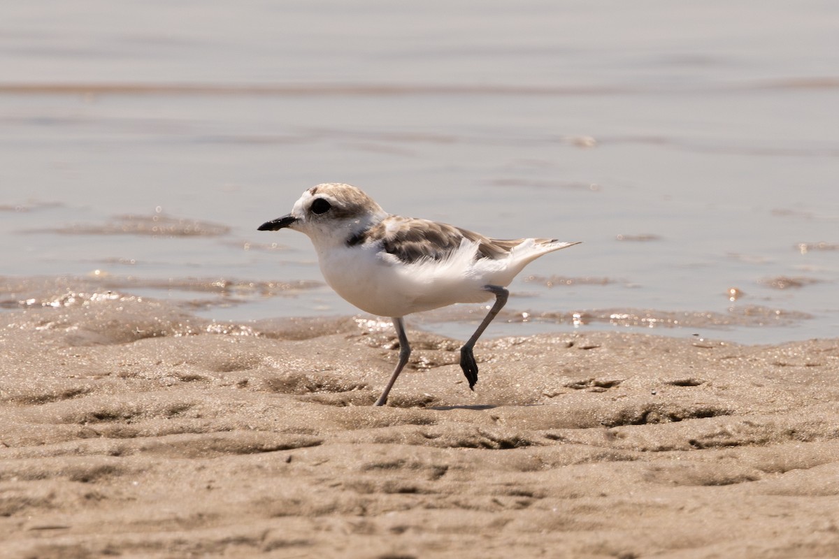 Piping Plover - ML641235655