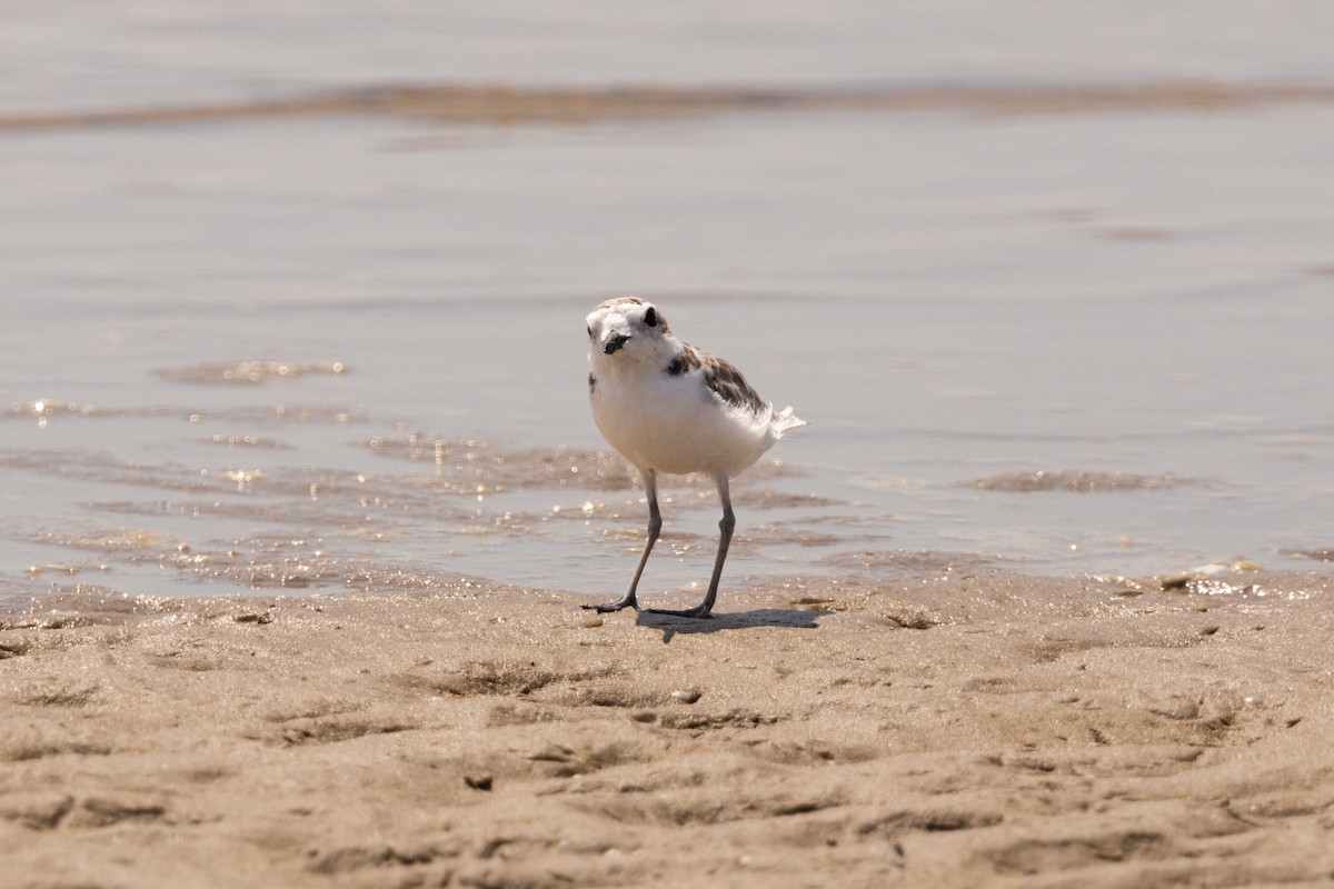 Piping Plover - ML641235656