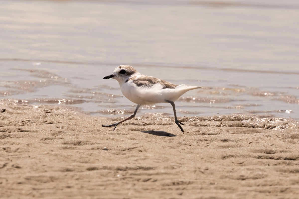 Piping Plover - ML641235667