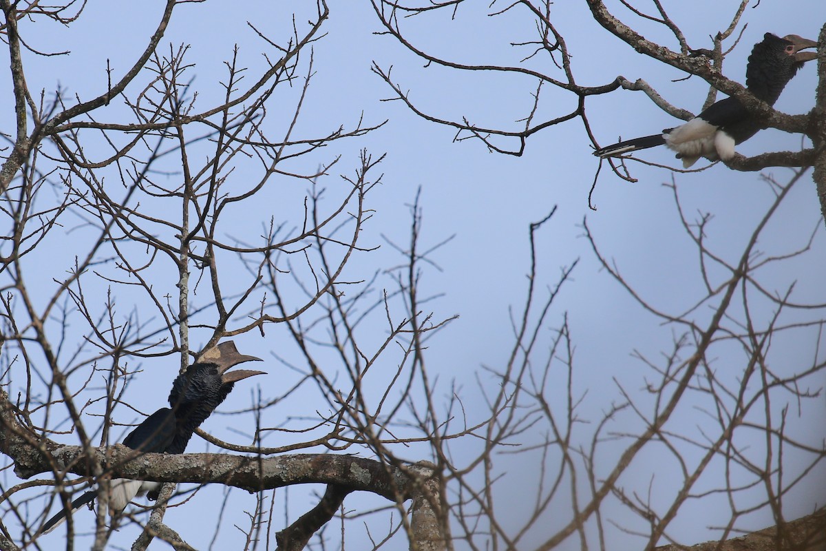 Grauwangen-Hornvogel - ML641235700