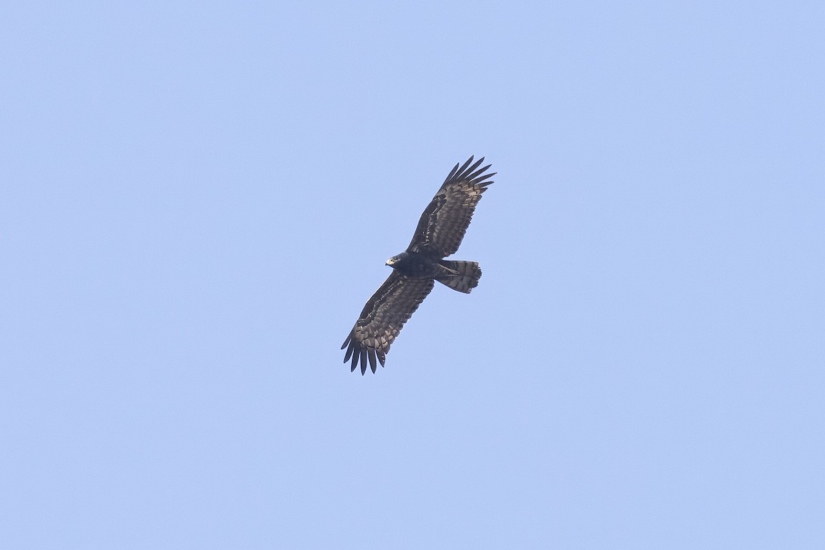 African Harrier-Hawk - ML641235740