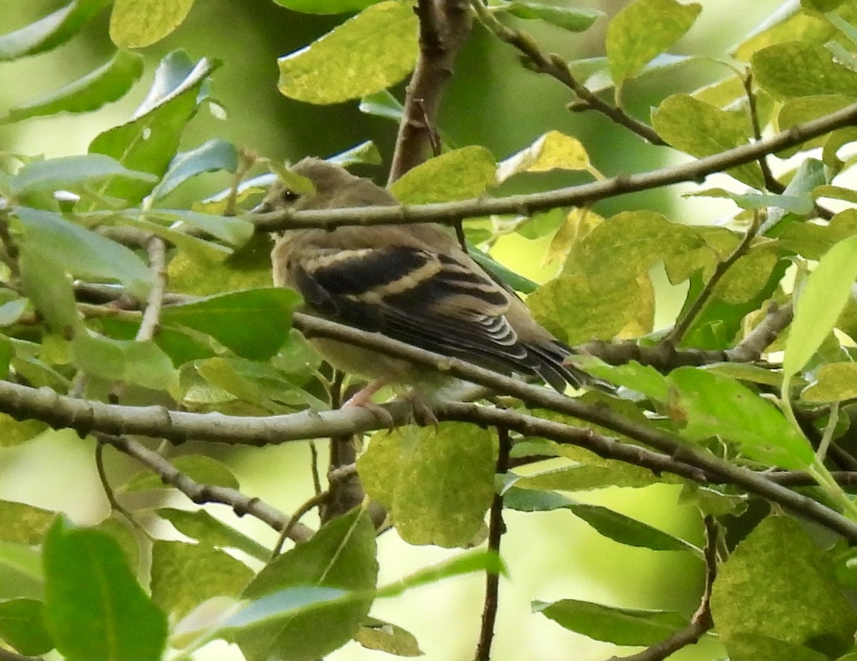 American Goldfinch - ML641235759