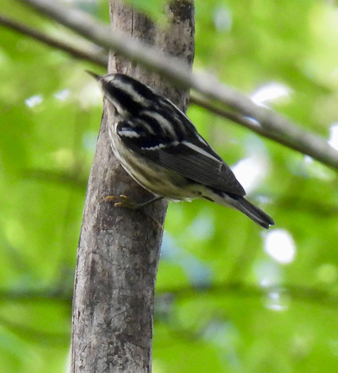 Black-and-white Warbler - ML641235762