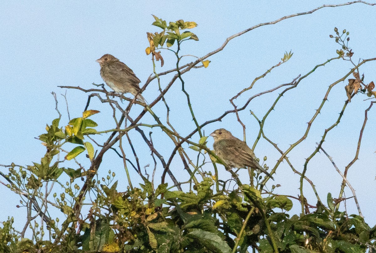 Indigo Bunting - ML641235777