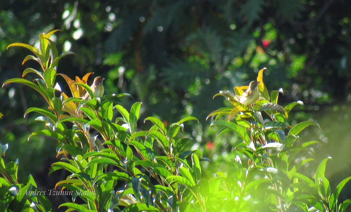 Dickcissel - ML641235789