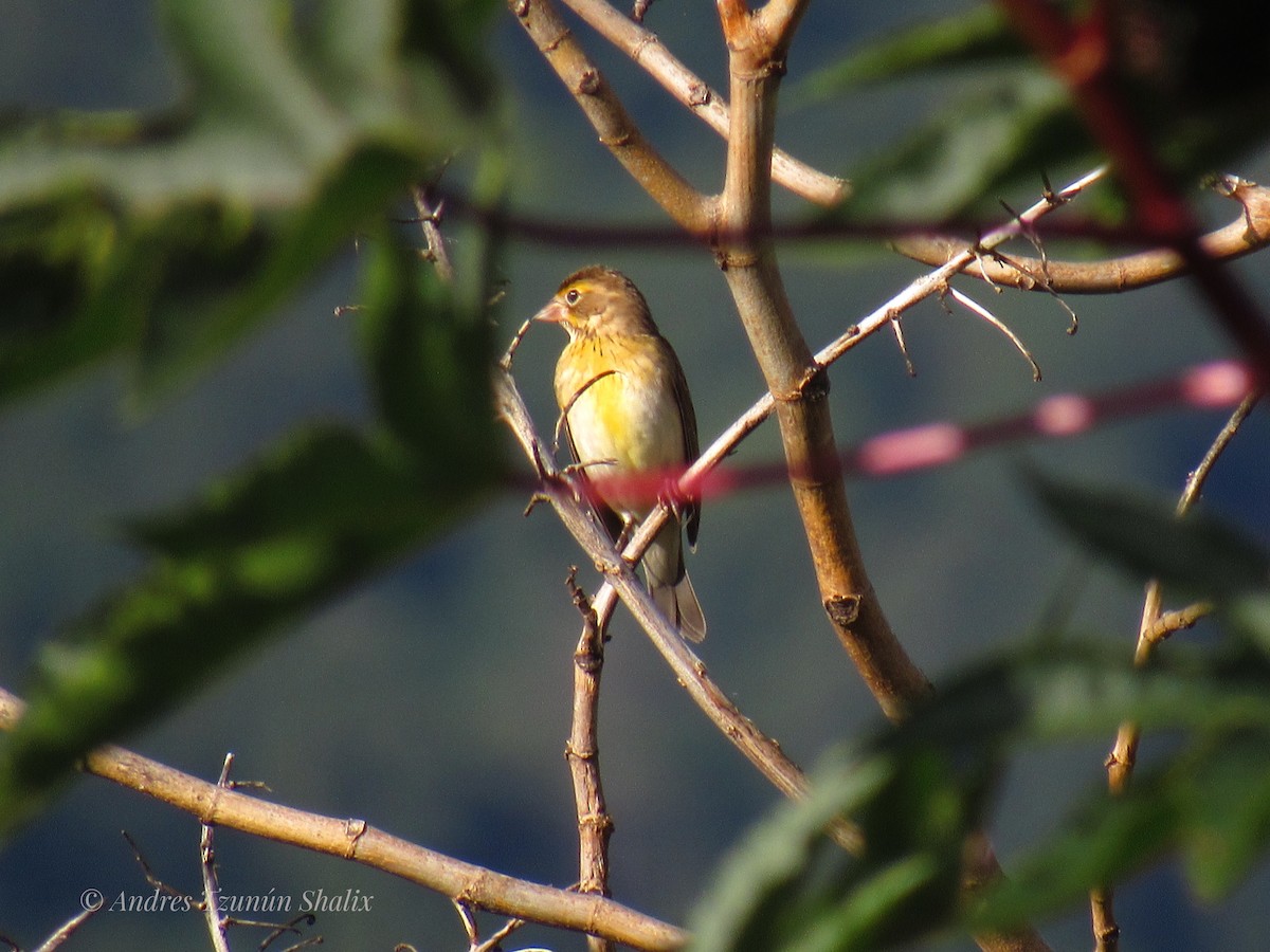 Dickcissel - ML641235790