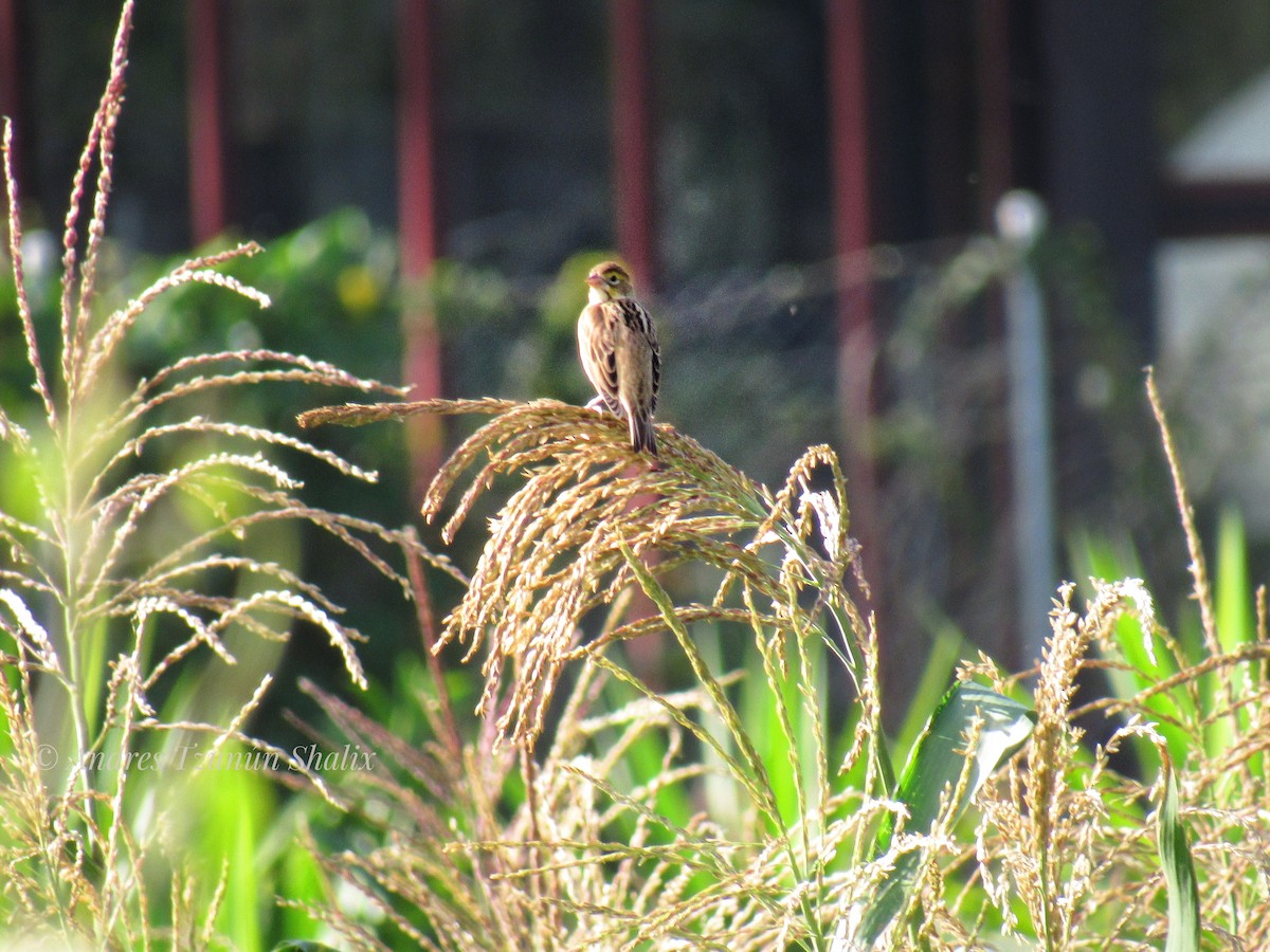 Dickcissel - ML641235791