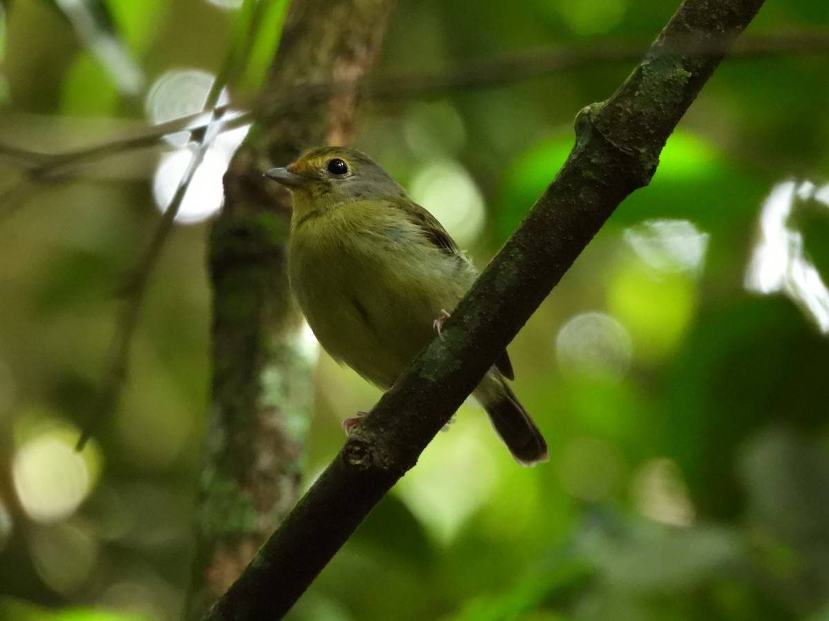 Wing-barred Piprites - ML641235856